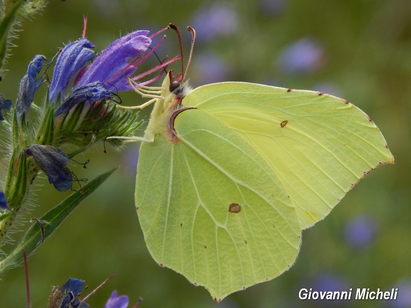 Parco del Ticino 13.6.15